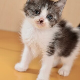 スモーキーグレーとホウイトのウメちゃん