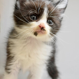 クロと白のナスくん