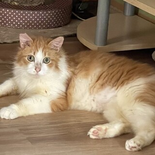 堺市里親会★6月5日参加★マック君