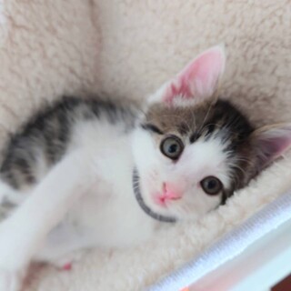 堺市里親会★6月5日★わらび