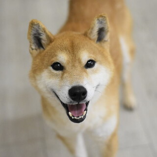 柴犬の金太郎！