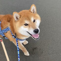 柴犬・6歳 とても穏やかな性格の男の子です♬.*ﾟ