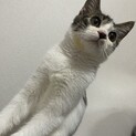 3匹の猫たち【去勢&避妊済】
