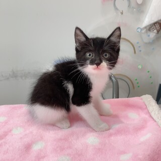 里親様決定！ご応募ありがとうございました。