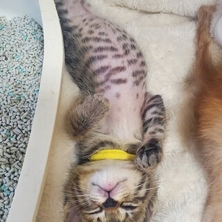 【動画あり】リラックスしすぎる１か月の女の子♡