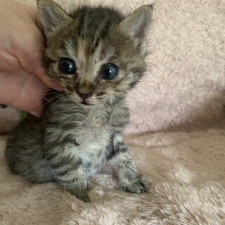 コロッコロのお転婆きじさび ていちゃん 離乳中