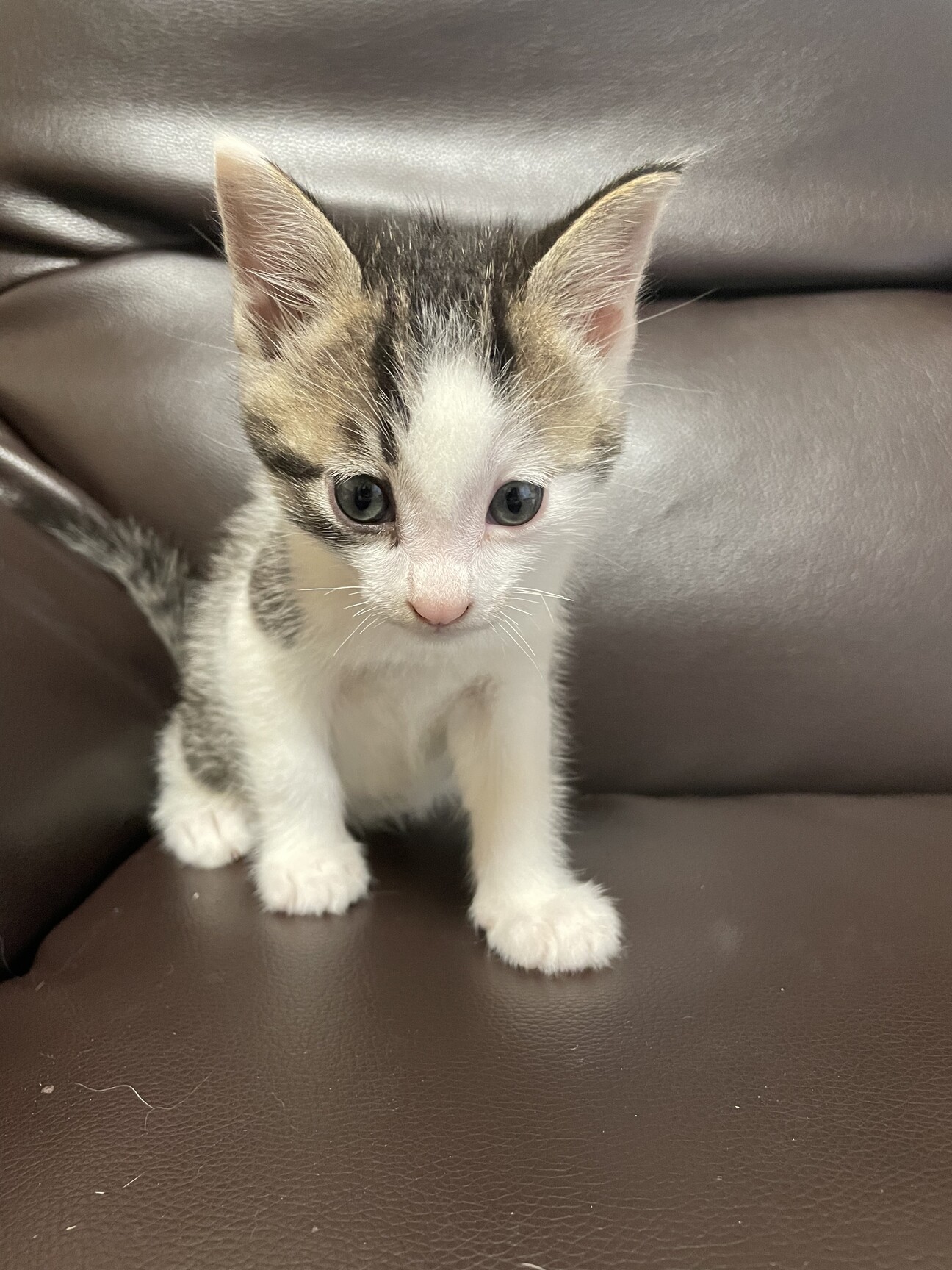 キジ白 かわいい子猫 三重県 猫の里親募集 ペットのおうち 月間利用者150万人