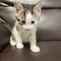 【キジ白】かわいい子猫