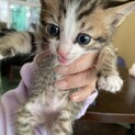 雑種のメスでとっても元気がいい子猫です！