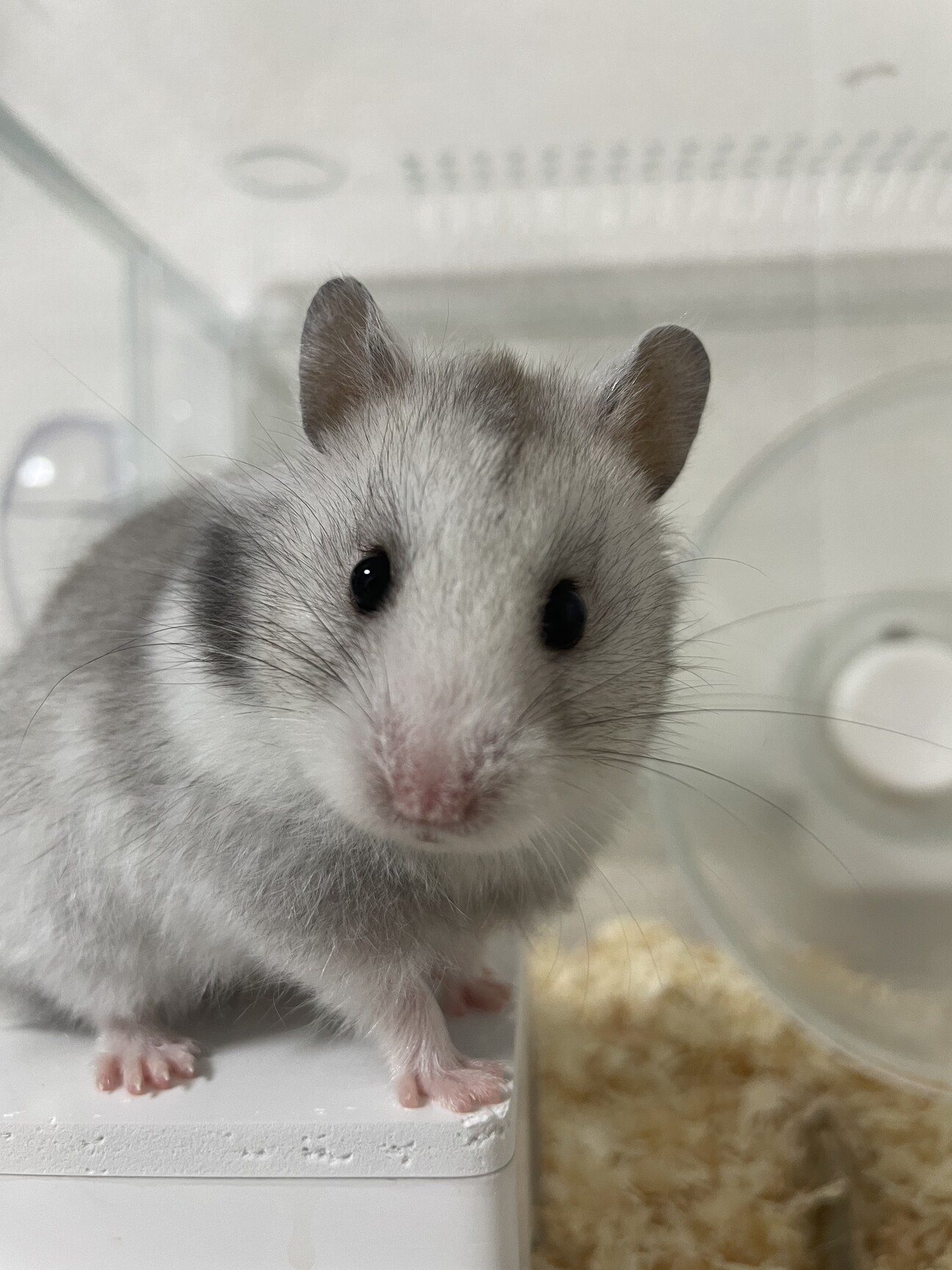 ハムスター シルバーグレ 神奈川県 小動物の里親募集 ペットのおうち 月間利用者150万人 ハムスター シルバーグレ 神奈川県 小動物の里親募集 ペットのおうち 月間利用者150万人