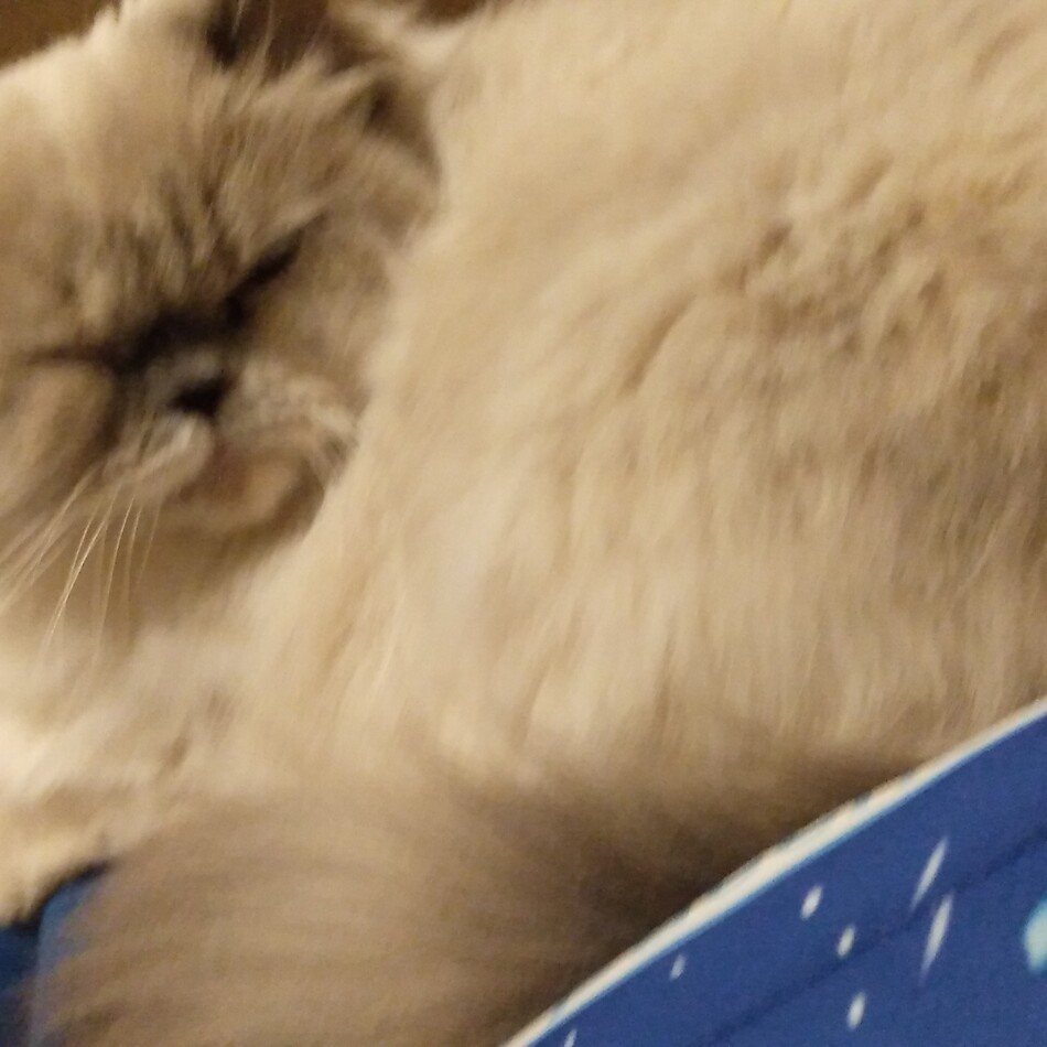 ファーファのカバー写真