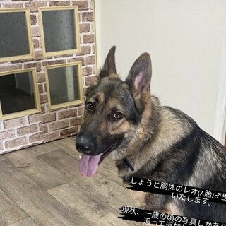 [トライアルにつき募集一旦停止]　レオくん