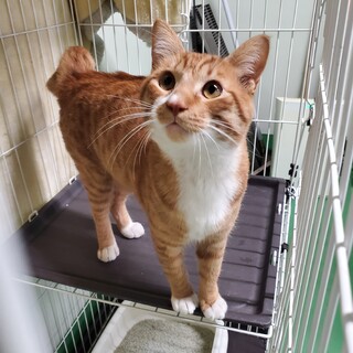 処分対象 飼い主持込 茶トラの男の子