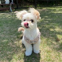 おこげ