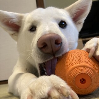 『ブラン君』得意技はアゴ乗せです‼︎