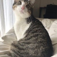 ももた
