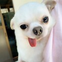 スムースチワワ:おさむくん