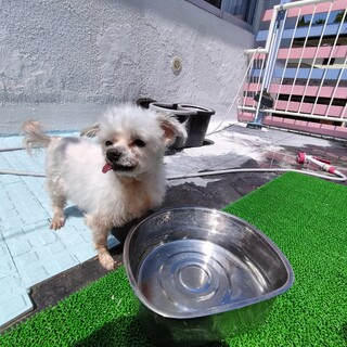 マルチーズ　♀　ホワイト　10歳