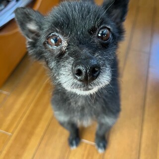 信頼した人には全力で甘えたい♡ポメラニアンの女の子