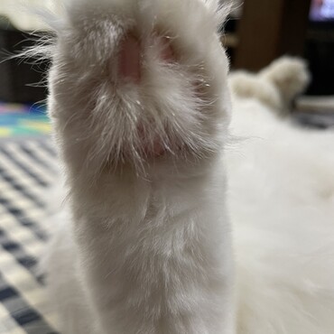 足‼️