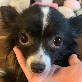 パピヨン✖チワワ MIX...」愛知県 - 犬の里親募集(413270) 1枚目の  