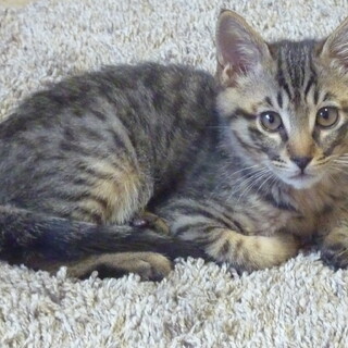 キジトラの男の子 