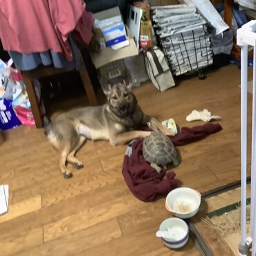 カメさんと仲良しにんsった