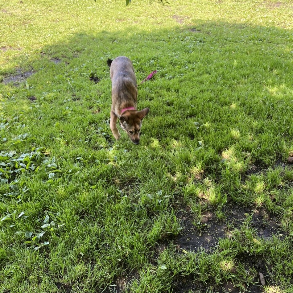 オルガのカバー写真