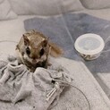 アメリカモモン♂(里親決まりました)