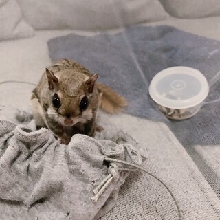 アメリカモモン♂(里親決まりました)