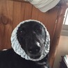 kobean