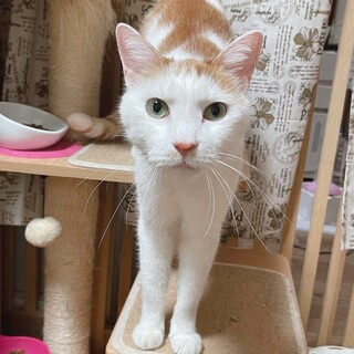 甘えんボーイ❤️ステキ前髪の陽（ひなた）