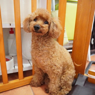 恥ずかしがり屋のまいちゃん