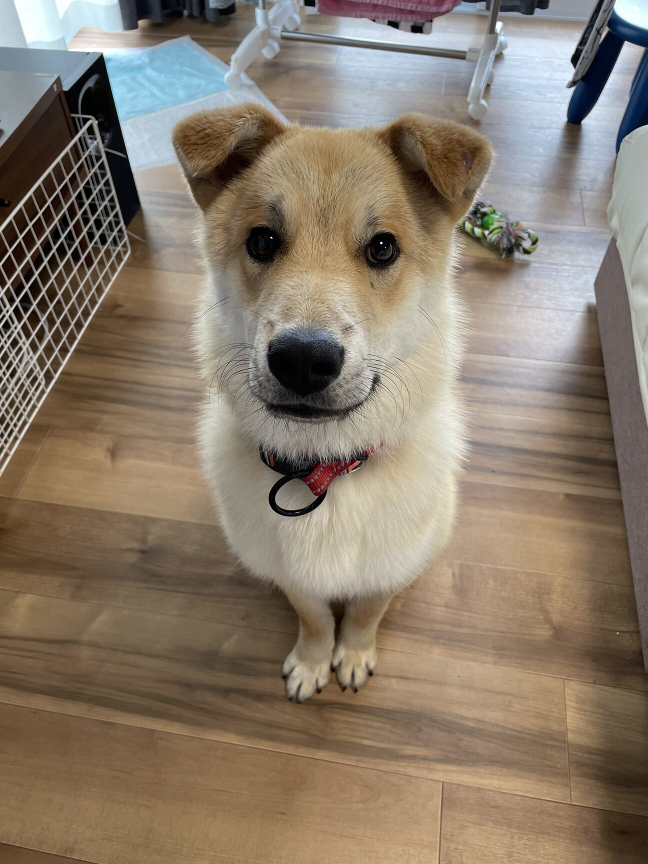 リンネ 人馴れした野犬 宮城県 犬の里親募集 ペットのおうち 月間利用者150万人