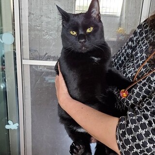 人が好きすぎる！超元気な兄弟猫