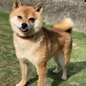 豆柴のうるる