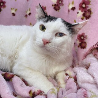 人馴れOK♡センター分けの新（あらた）くん