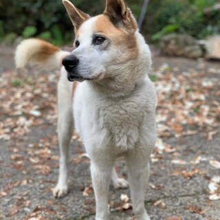 少し大きめの体がしっかりした男の子