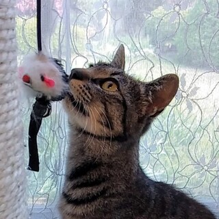 9/4石巻で里親探し会！ママ猫『トラ』♀