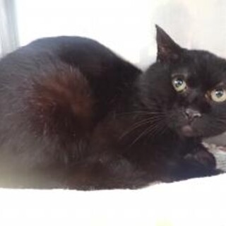 多頭飼育崩壊からの黒猫【ジジ】くん