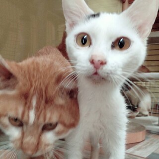 可愛く穏やか白三毛３カ月仔猫です