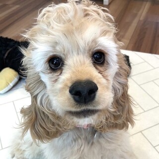 人も犬も大好き！活発元気なパピーの男の子♪