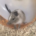 生まれて1ヶ月たったデグーの子供です。