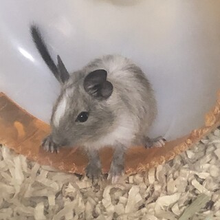 生まれて1ヶ月たったデグーの子供です。