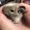 生まれて1ヶ月たったデグーの子供です。 サムネイル2
