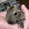 生まれてから1ヶ月半のデグーです
