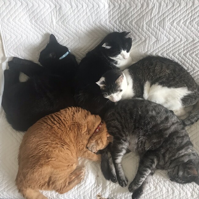 メグニャンのカバー写真