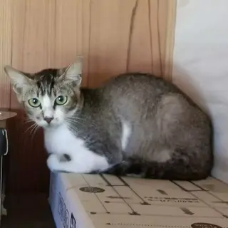 《ビビくん》沖縄離島から幸せ探し