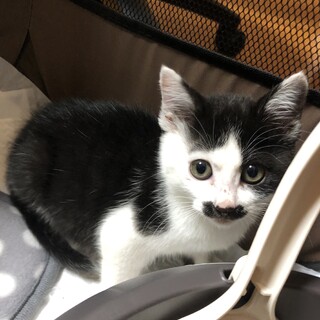 人馴れ抜群　個性的な模様が可愛いです