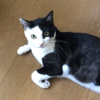 美猫な男の子